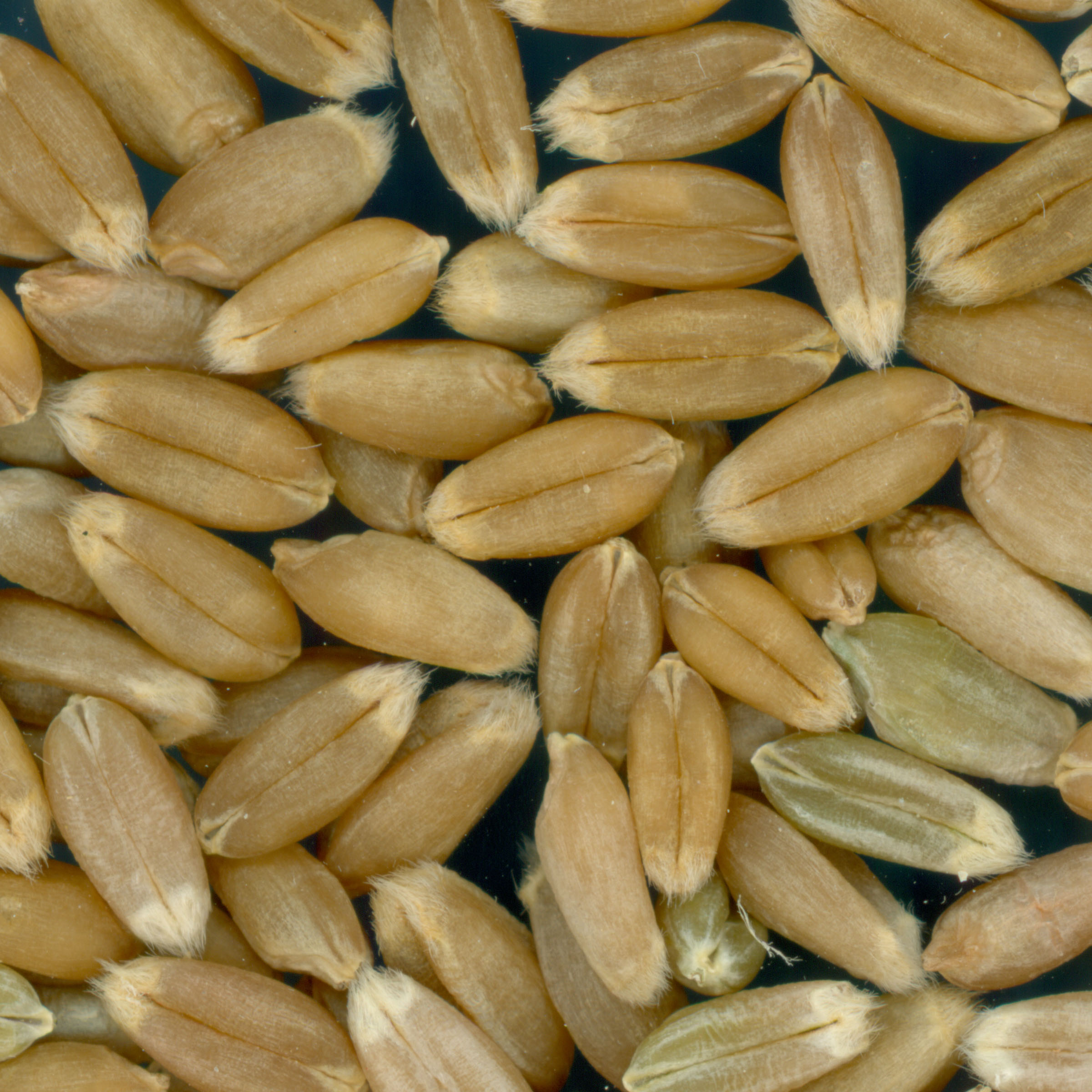 Click for 2 image(s) for this accession. KERNELS